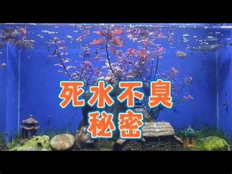 死水養魚|死水小池塘養什麼魚好，哪些魚類可以養在死水中